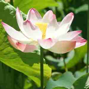 Water lily at Botanical Gardens link 300