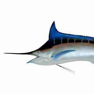 Deep-sea fishing lk 300