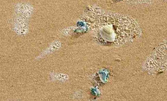 Blue bottles on beach
