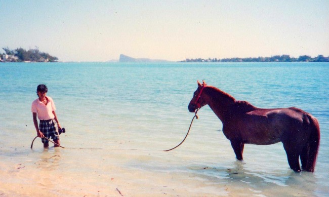 Horse bathing Grand Bay Mauritius