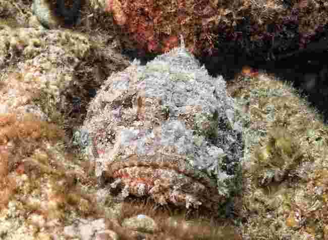 Stonefish in Mauritius