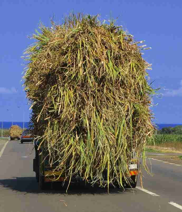 Truck overloaded with sugarcane