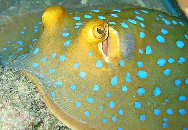Colourful ray