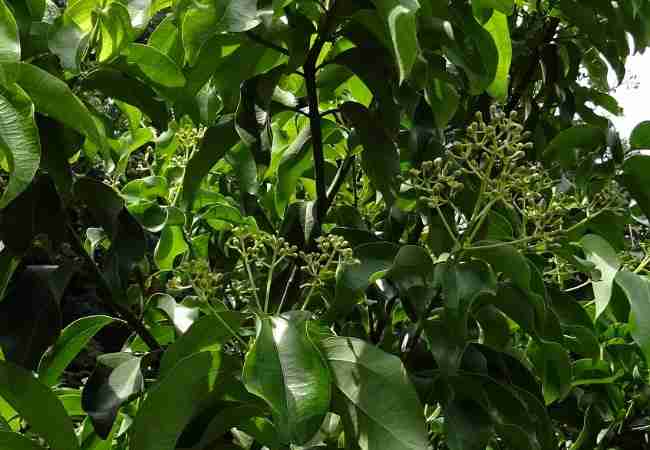 foliage of a cinnamon tree Foliage from a cinnamon tree