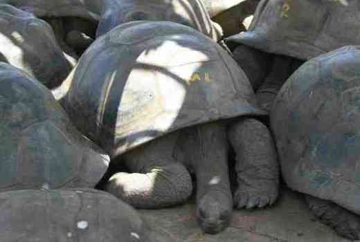 giant aldabra tortoises giant aldabra tortoises