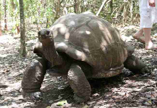 Giant Aldabra tortoise in Mauritius Mauritius giant tortoise