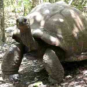 Ile aux Aigrettes tortoise 300 link