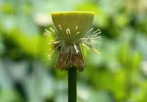 lotus about to seed lotus about to seed