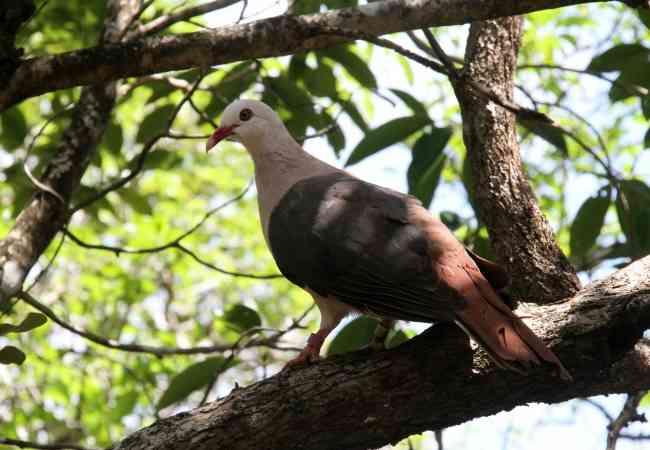 the famous pink pigeon of Mauritius Mauritius pink pigeon