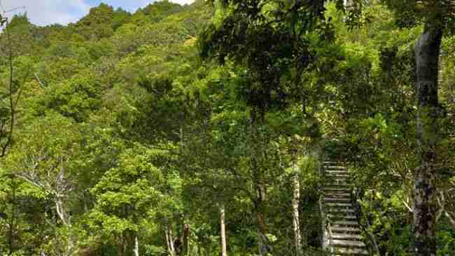 Ebony Forest in Chamarel