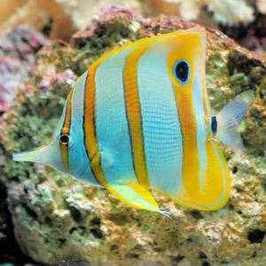 snorkeling blue fish link 300