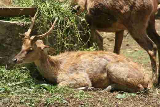 stags or deers were imported by the dutch stags or deers