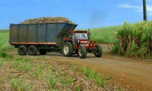 tractor carrying sugar cane during harvest tractor carrying sugarcane