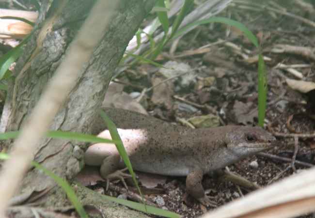 Rare Telfair Skink Telfair skink in Mauritius