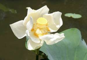lotus flower opening up lotus opening up